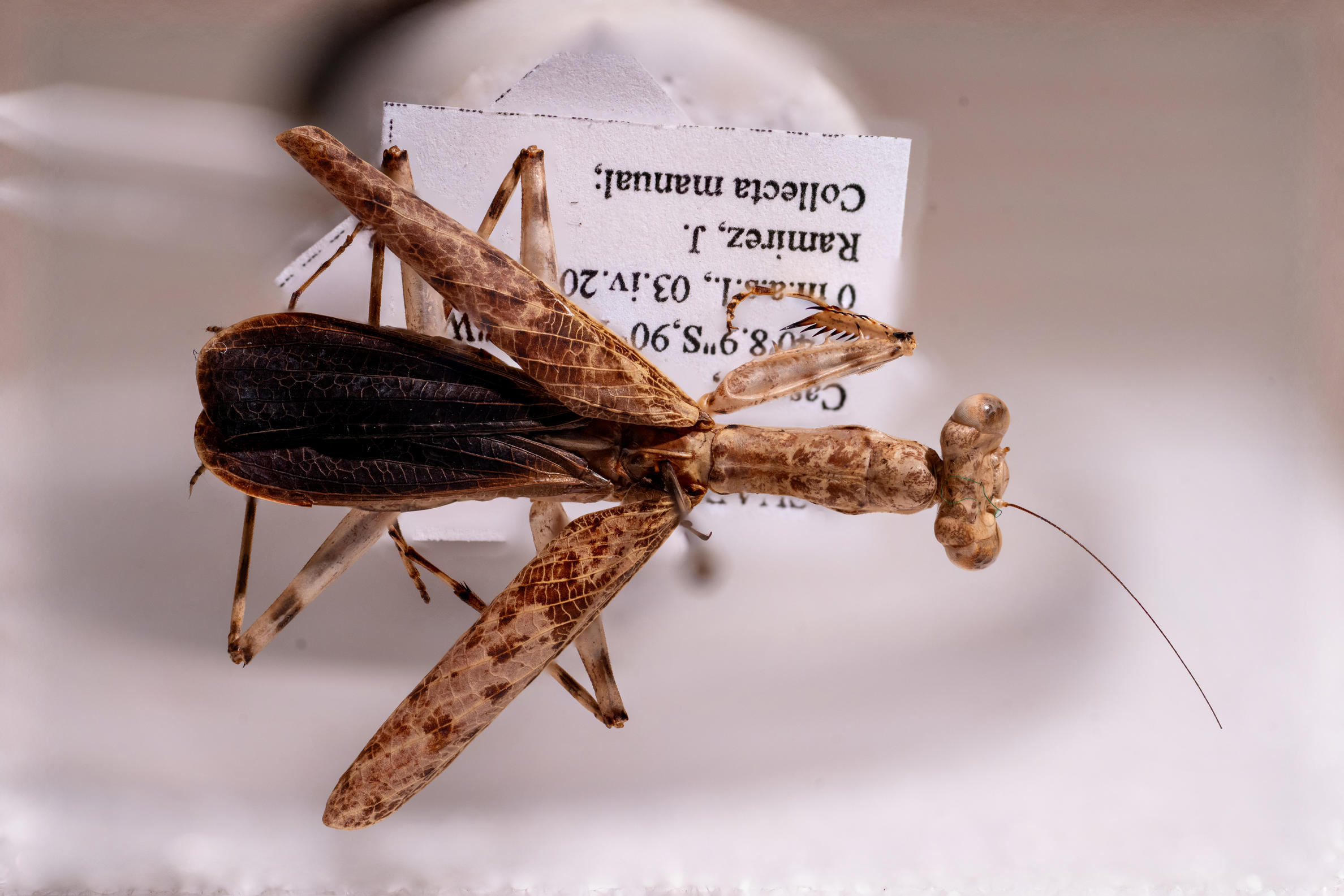 Liturgusa maya in dorsal view (ICCDRS 52233). Photo: Carlos Espinosa.